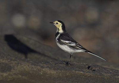 Pied wagtail.