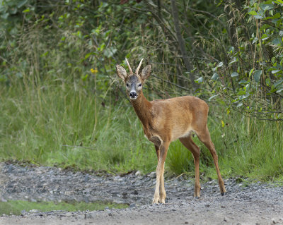 Wemyss Roe deer,  buck.
