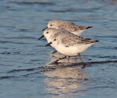 Sanderling.