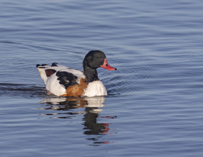 Shelduck.