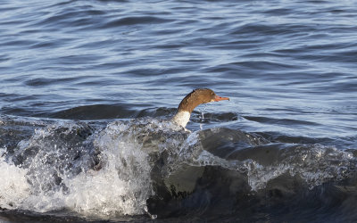 Goosander.