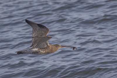 Curlew.