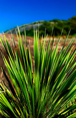 Enchanted rock state park _MG_1881.jpg