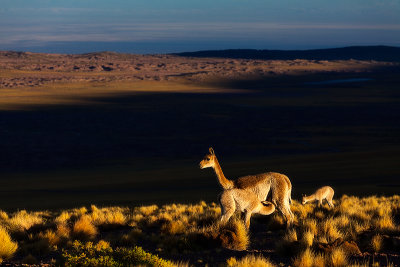 Atacama desert, Chile _MG_6985.jpg