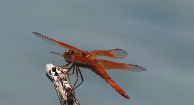 DSC09900xc.jpg