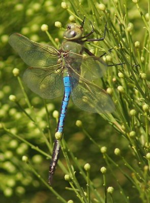 AZ Birds & Critter's 2019