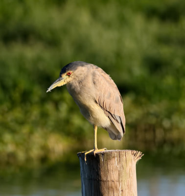 Black Crowned Night Heron