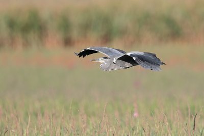 Blauwe Reiger _MG_9585.jpg