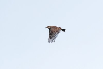 Boomleeuwerik - Wood Lark