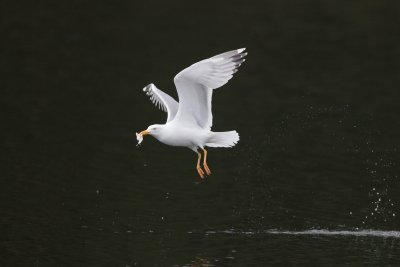 Geelpootmeeuw - Yellow legged gull