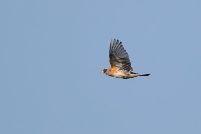 Keep - Brambling