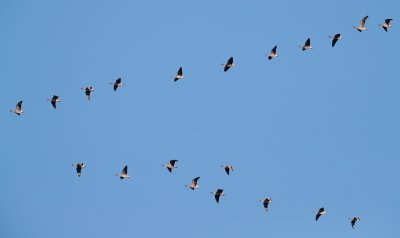 Kleine Rietgans - Pink footed Goose
