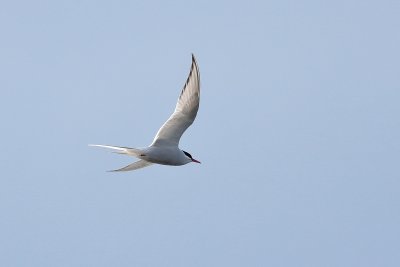 Noordse Stern - Arctic Tern