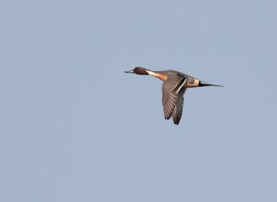 Pijlstaart_MG_8189.jpg