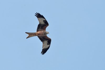 Rode Wouw - Red Kite