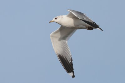 Stormmeeuw - Mew Gull - Common Gull