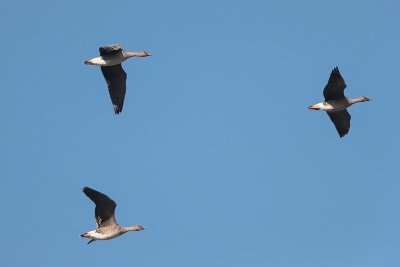 Toendrarietgans - Tundra Bean Goose