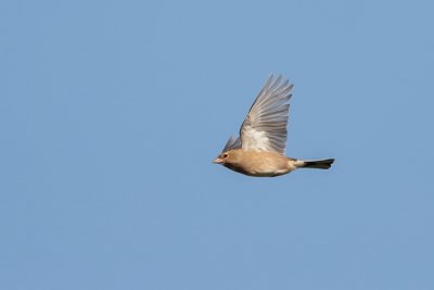 Vink_MG_6547.jpg