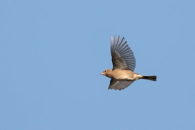 Vink_MG_6552.jpg