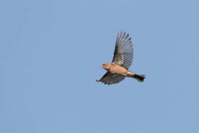 Vink_MG_6664.jpg