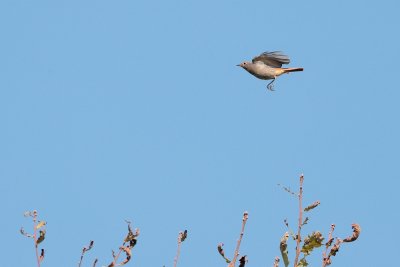 Zwarte Roodstaart - Black Redstart