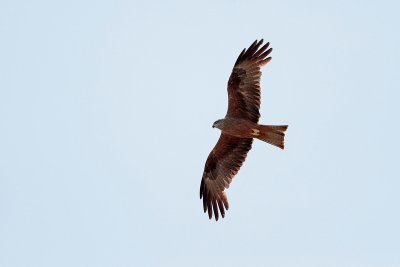 Zwarte Wouw - Black Kite