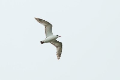 Zwartkopmeeuw - Mediterranean Gull