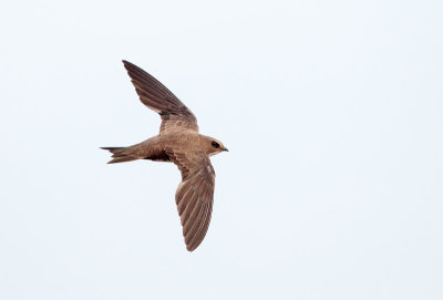 Alpengierzwaluw; Alpine Swift; Apus melba