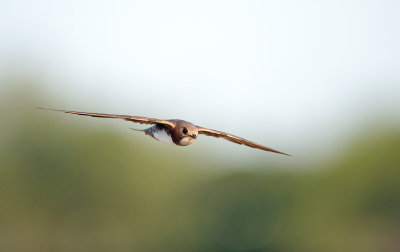 Alpengierzwaluw; Alpine Swift; Apus melba
