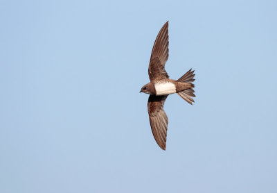 Alpengierzwaluw; Alpine Swift; Apus melba