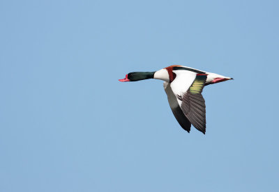 Bergeend; Common Shelduck; Tadorna tadorna