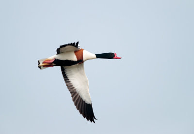 Bergeend; Common Shelduck; Tadorna tadorna