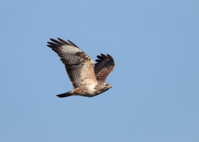 Buizerd; Common Buzzard; Buteo buteo