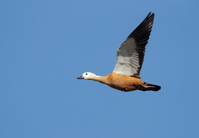 Casarca; Ruddy Shelduck; Tadorna ferruginea