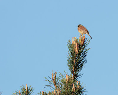 Cirlgors; Cirl Bunting; Emberiza cirlus