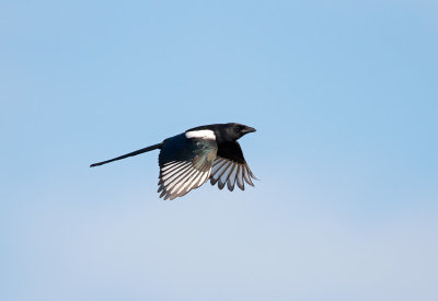 Ekster - Common Magpie