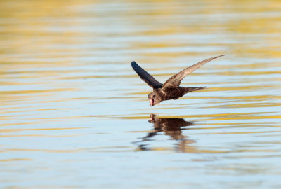 Gierzwaluw; Common Swift; Apus apus