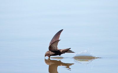 Gierzwaluw; Common Swift; Apus apus