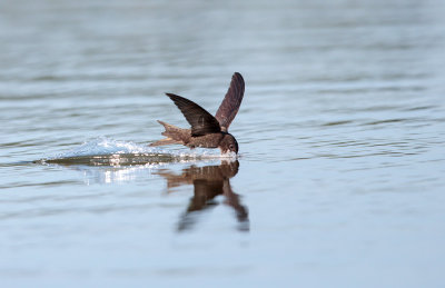 Gierzwaluw; Common Swift; Apus apus