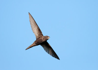 Gierzwaluw; Common Swift; Apus apus