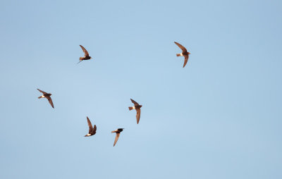 Huisgierzwaluw; Little Swift; Apus affinis