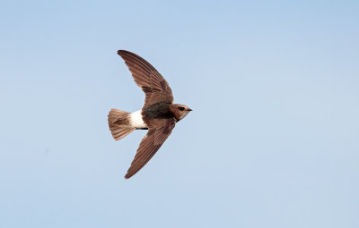 Huisgierzwaluw; Little Swift; Apus affinis