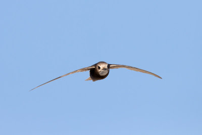 Huisgierzwaluw; Little Swift; Apus affinis