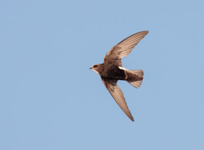 Huisgierzwaluw; Little Swift; Apus affinis