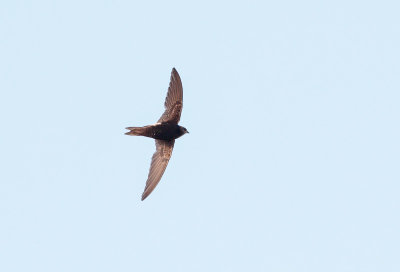 Hybride Kaffergierzwaluw x Huisgierzwaluw;  Apus caffer x Apus affinis; Hybrid White-rumped Swift x Little Swift