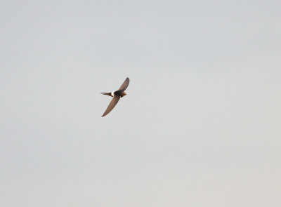 Kaffergierzwaluw; White-rumped Swift; Apus caffer