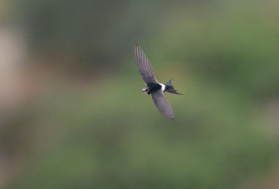 Kaffergierzwaluw; White-rumped Swift; Apus caffer