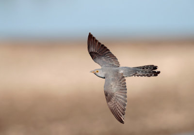 Koekoek; Common Cuckoo; Cuculus canorus