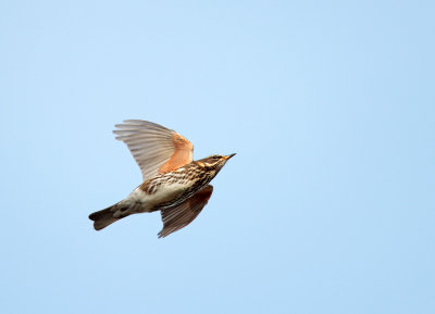 Koperwiek; Redwing; Turdus iliacus