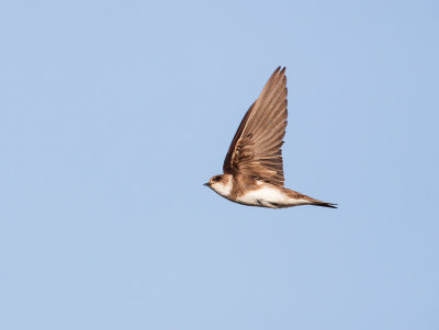 Oeverzwaluw - Sand Martin